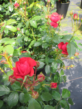 Preview: Beetrose Cherry Girl 3